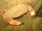 big brown crab.jpg